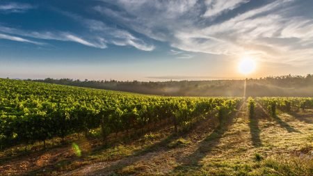Artevino by Maple Creek Winery