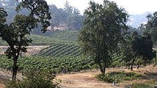 Seabiscuit Vineyards