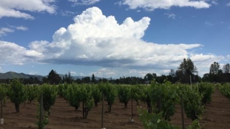 Peradice Vineyard