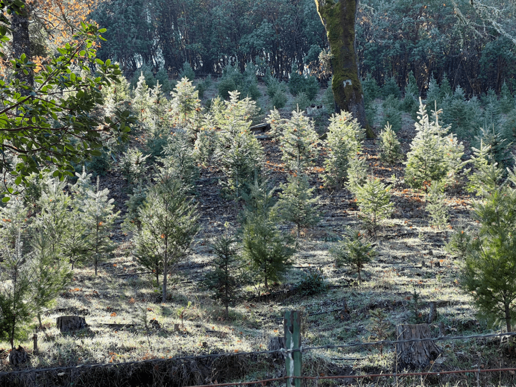 Trees