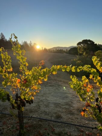 Vineyard